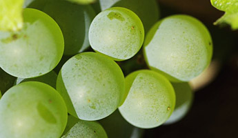 Raisins blancs