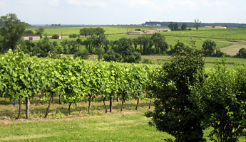 Vignoble charentais